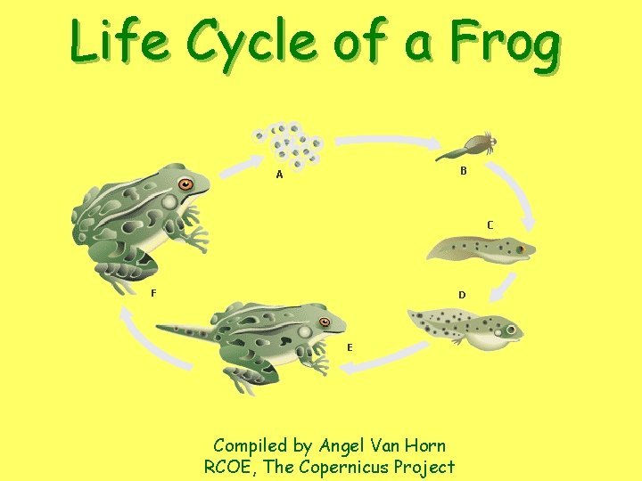 Life Cycle of a Frog Compiled by Angel Van Horn RCOE, The Copernicus Project