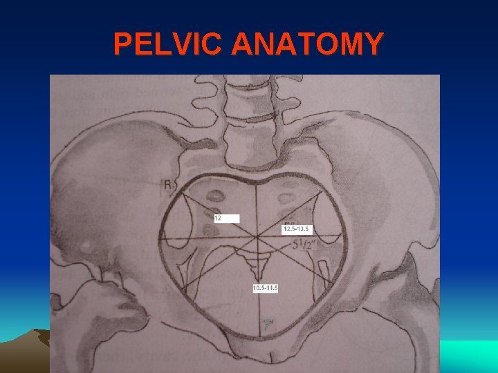 PELVIC ANATOMY 