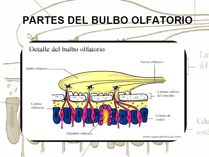 PARTES DEL BULBO OLFATORIO 