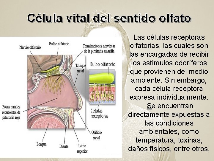 Célula vital del sentido olfato Las células receptoras olfatorias, las cuales son las encargadas