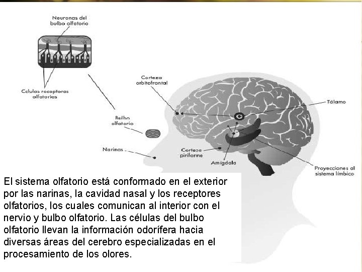 El sistema olfatorio está conformado en el exterior por las narinas, la cavidad nasal