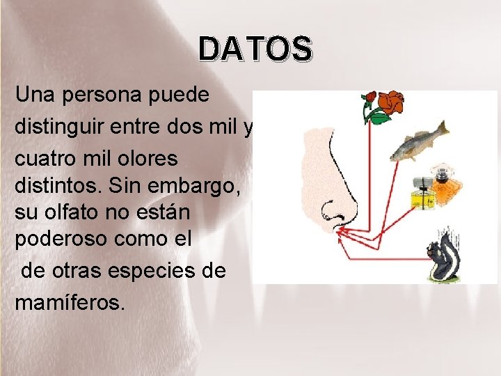 DATOS Una persona puede distinguir entre dos mil y cuatro mil olores distintos. Sin