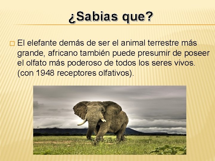  ¿Sabias que? � El elefante demás de ser el animal terrestre más grande,