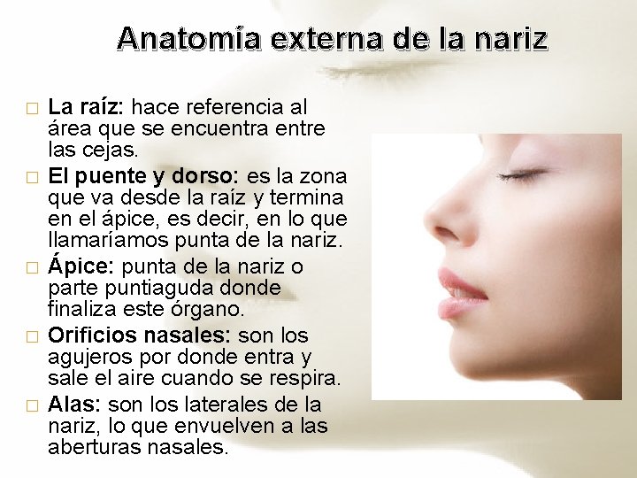 Anatomía externa de la nariz � � � La raíz: hace referencia al área