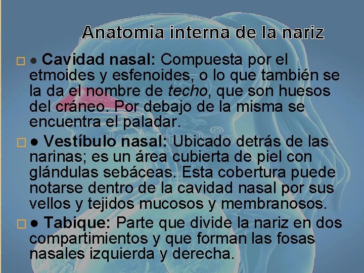 Anatomía interna de la nariz � ● Cavidad nasal: Compuesta por el etmoides y
