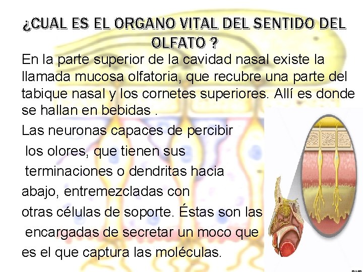 ¿CUAL ES EL ORGANO VITAL DEL SENTIDO DEL OLFATO ? En la parte superior