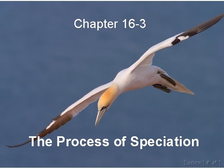 Chapter 16 -3 The Process of Speciation 