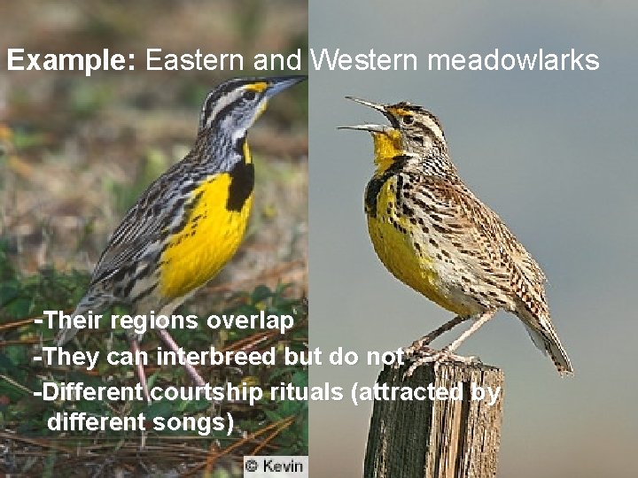 Example: Eastern and Western meadowlarks -Their regions overlap -They can interbreed but do not