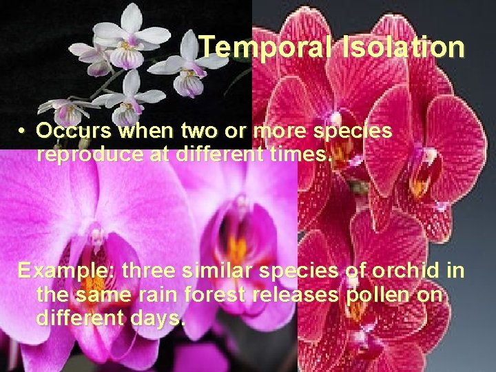 Temporal Isolation • Occurs when two or more species reproduce at different times. Example: