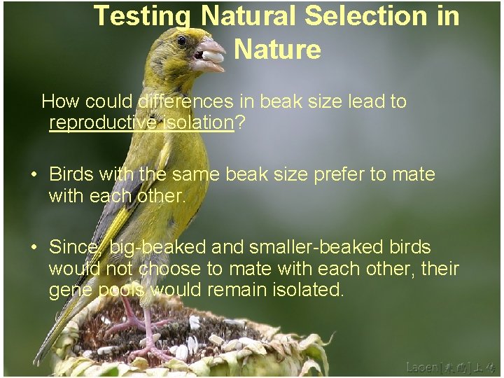 Testing Natural Selection in Nature How could differences in beak size lead to reproductive