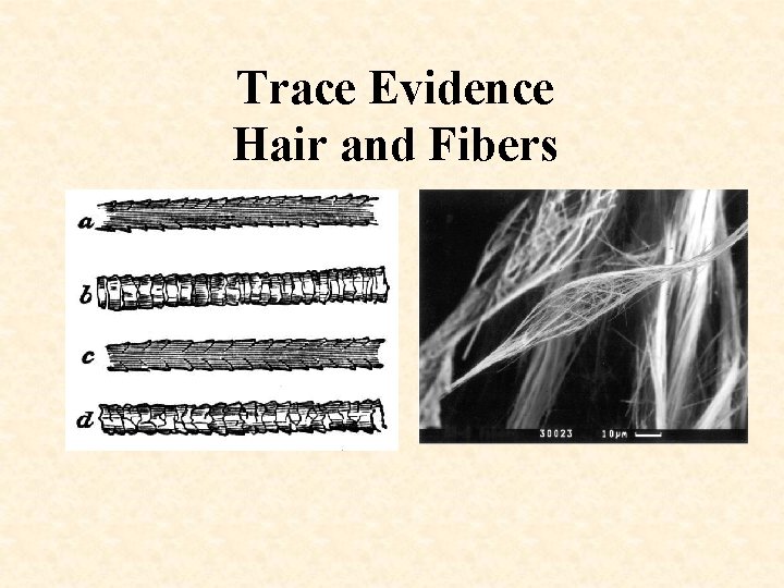 Trace Evidence Hair and Fibers 