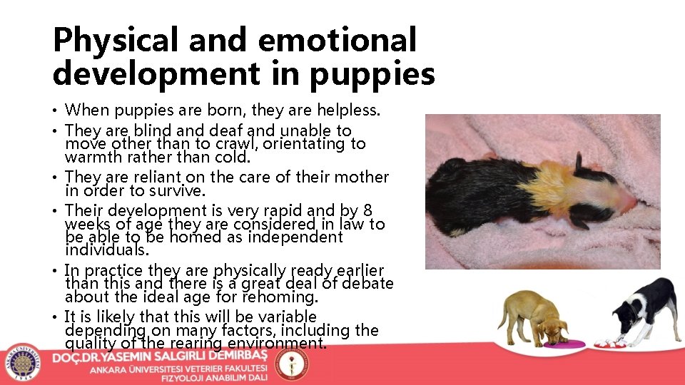 Physical and emotional development in puppies • When puppies are born, they are helpless.