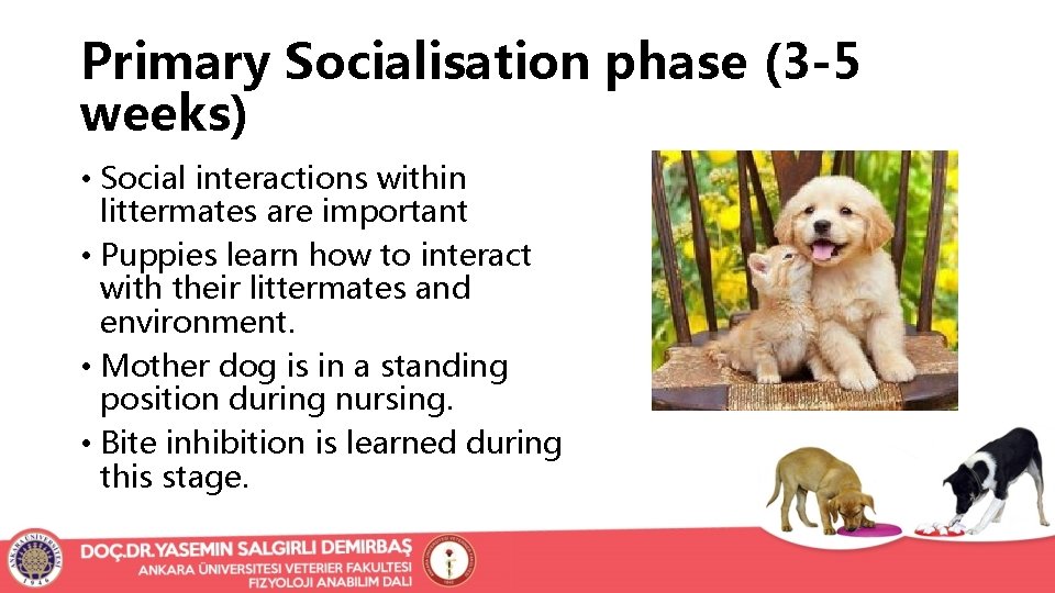 Primary Socialisation phase (3 -5 weeks) • Social interactions within littermates are important •