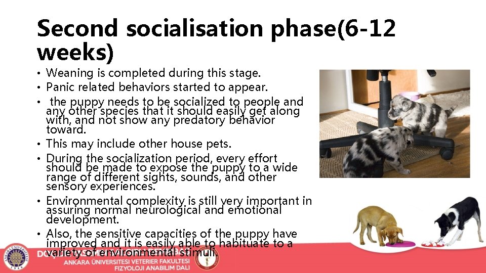 Second socialisation phase(6 -12 weeks) • Weaning is completed during this stage. • Panic
