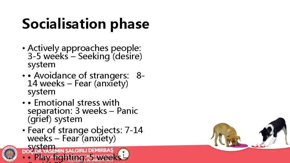 Socialisation phase • Actively approaches people: 3 -5 weeks – Seeking (desire) system •