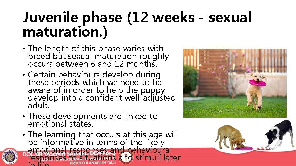 Juvenile phase (12 weeks - sexual maturation. ) • The length of this phase