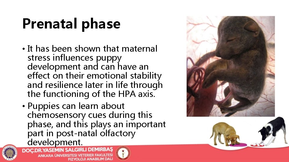 Prenatal phase • It has been shown that maternal stress influences puppy development and