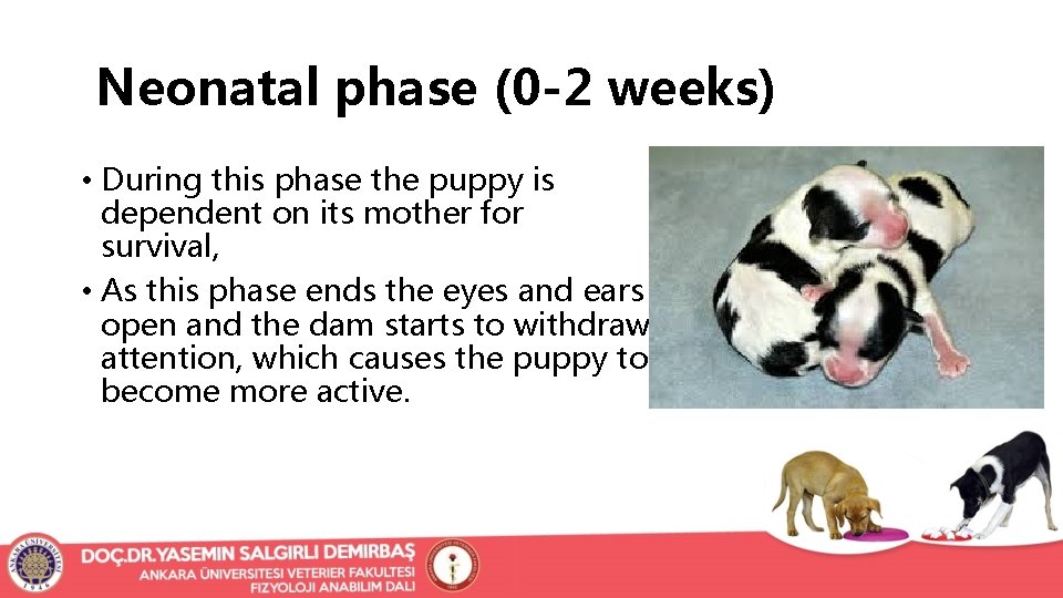 Neonatal phase (0 -2 weeks) • During this phase the puppy is dependent on