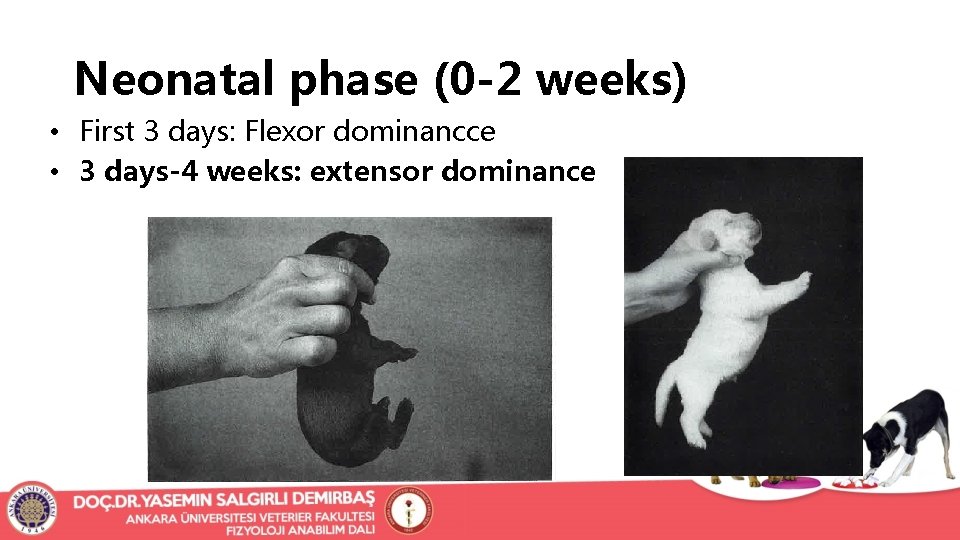 Neonatal phase (0 -2 weeks) • First 3 days: Flexor dominancce • 3 days-4