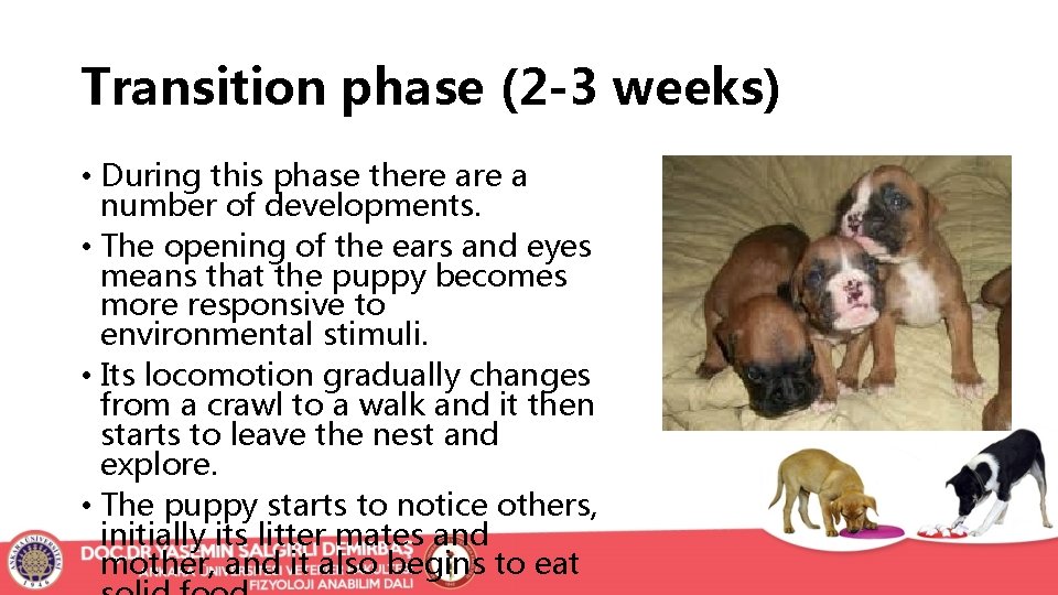 Transition phase (2 -3 weeks) • During this phase there a number of developments. Transition phase (2 -3 weeks) • During this phase there a number of developments.