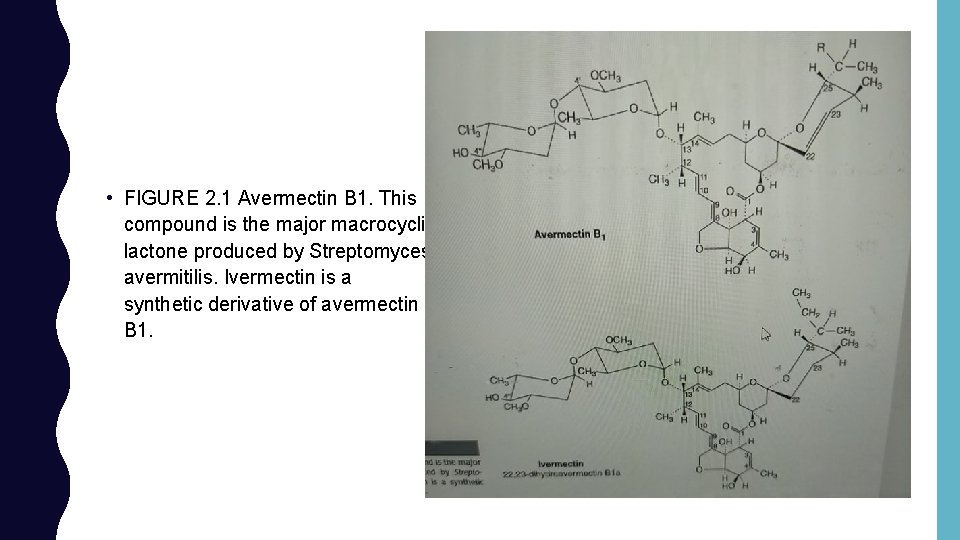  • FIGURE 2. 1 Avermectin B 1. This compound is the major macrocyclic