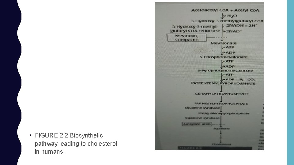  • FIGURE 2. 2 Biosynthetic pathway leading to cholesterol in humans. 