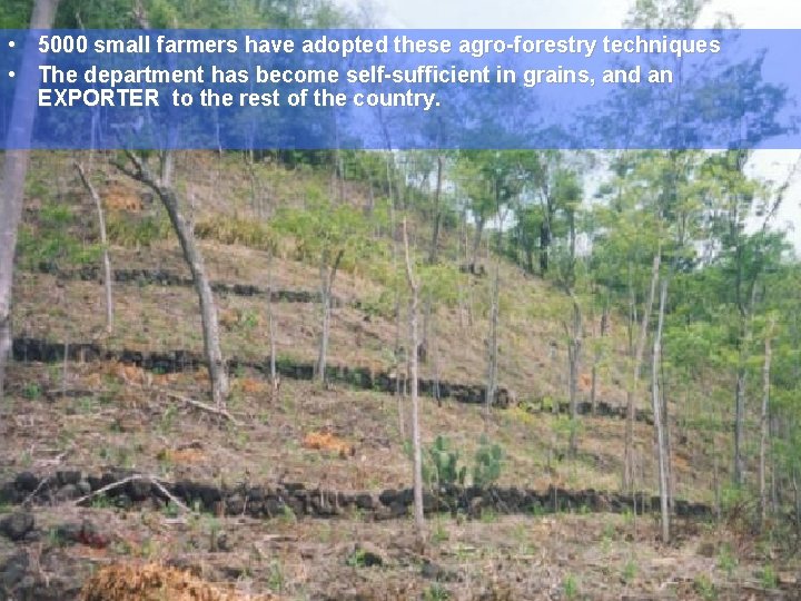  • 5000 small farmers have adopted these agro-forestry techniques AGRICULTURA • The department