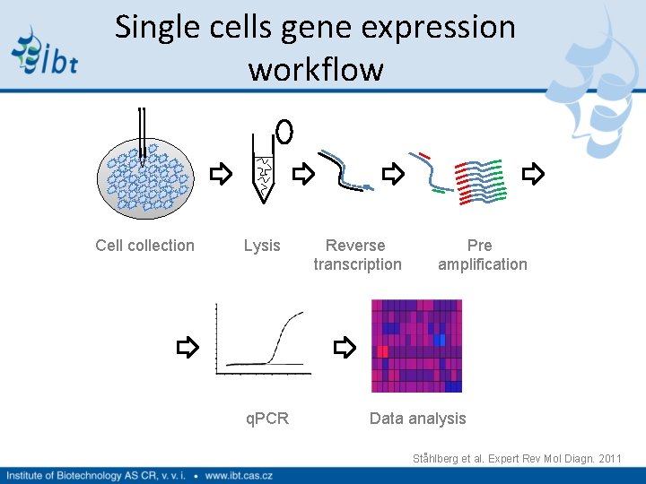 Single cells gene expression workflow Cell collection Lysis Reverse Pre transcription amplification q. PCR