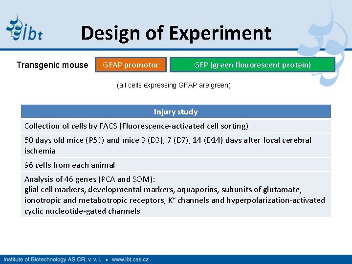 Design of Experiment Transgenic mouse GFAP promotor GFP (green flouorescent protein) (all cells expressing