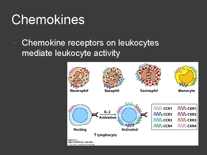 Chemokines Chemokine receptors on leukocytes mediate leukocyte activity 