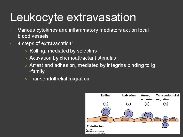 Leukocyte extravasation Various cytokines and inflammatory mediators act on local blood vessels 4 steps