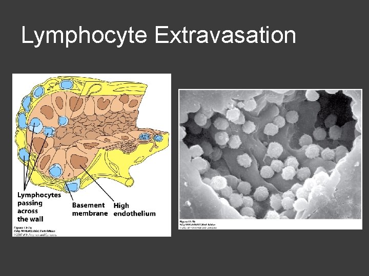 Lymphocyte Extravasation 