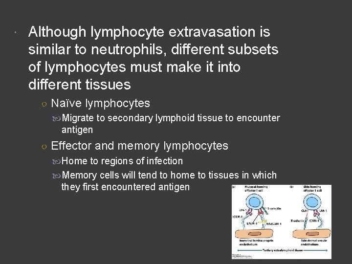  Although lymphocyte extravasation is similar to neutrophils, different subsets of lymphocytes must make