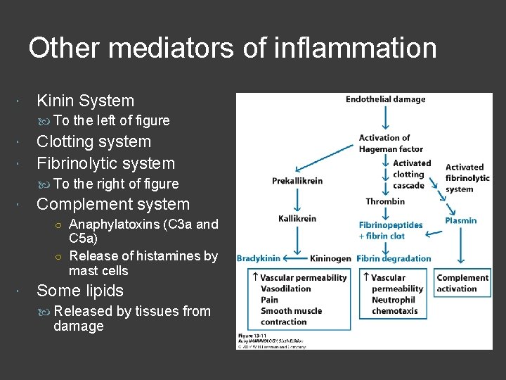 Other mediators of inflammation Kinin System To the left of figure Clotting system Fibrinolytic