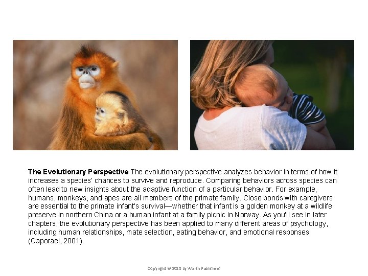 The Evolutionary Perspective The evolutionary perspective analyzes behavior in terms of how it increases The Evolutionary Perspective The evolutionary perspective analyzes behavior in terms of how it increases