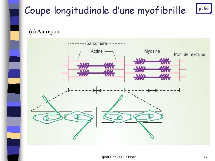 Coupe longitudinale d’une myofibrille p. 66 (a) Au repos Sport Books Publisher 12 Coupe longitudinale d’une myofibrille p. 66 (a) Au repos Sport Books Publisher 12
