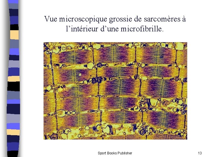 Vue microscopique grossie de sarcomères à l’intérieur d’une microfibrille. Sport Books Publisher 13 Vue microscopique grossie de sarcomères à l’intérieur d’une microfibrille. Sport Books Publisher 13