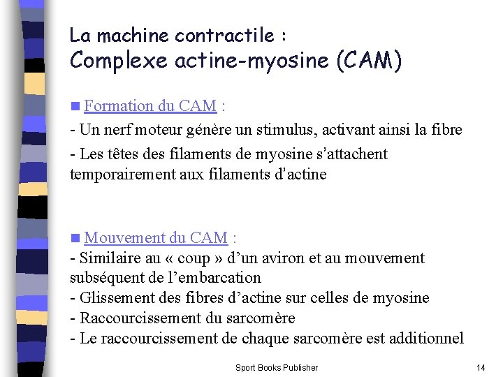 La machine contractile : Complexe actine-myosine (CAM) Formation du CAM : - Un nerf La machine contractile : Complexe actine-myosine (CAM) Formation du CAM : - Un nerf