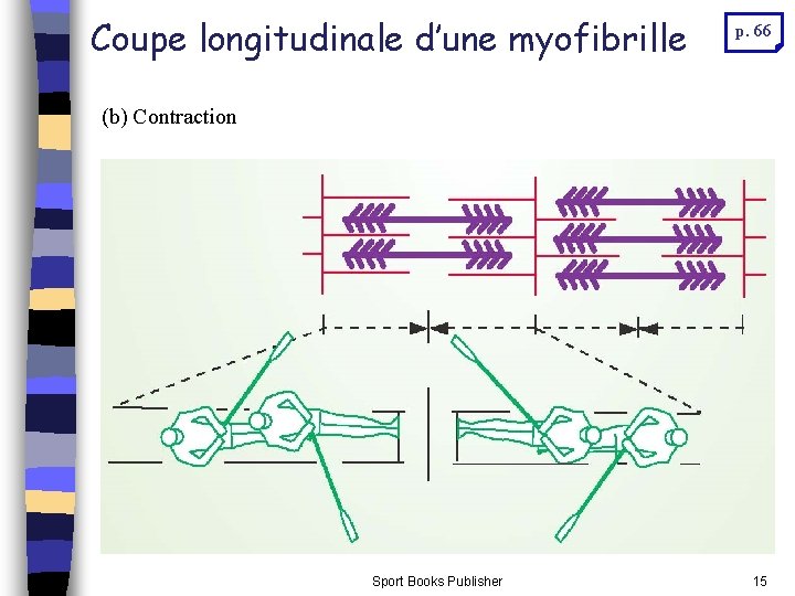 Coupe longitudinale d’une myofibrille p. 66 (b) Contraction Sport Books Publisher 15 Coupe longitudinale d’une myofibrille p. 66 (b) Contraction Sport Books Publisher 15