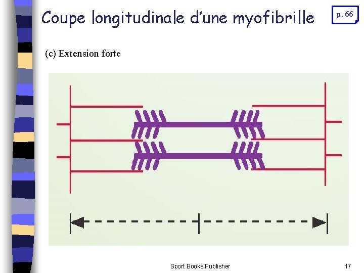 Coupe longitudinale d’une myofibrille p. 66 (c) Extension forte Sport Books Publisher 17 Coupe longitudinale d’une myofibrille p. 66 (c) Extension forte Sport Books Publisher 17