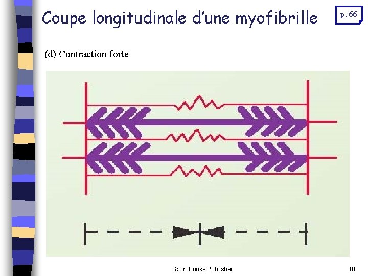 Coupe longitudinale d’une myofibrille p. 66 (d) Contraction forte Sport Books Publisher 18 Coupe longitudinale d’une myofibrille p. 66 (d) Contraction forte Sport Books Publisher 18