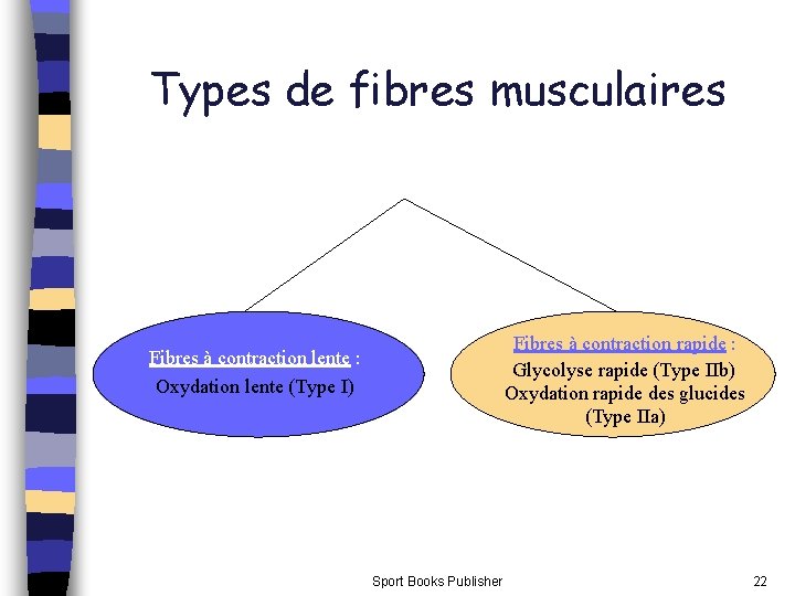 Types de fibres musculaires Fibres à contraction rapide : Glycolyse rapide (Type IIb) Oxydation Types de fibres musculaires Fibres à contraction rapide : Glycolyse rapide (Type IIb) Oxydation