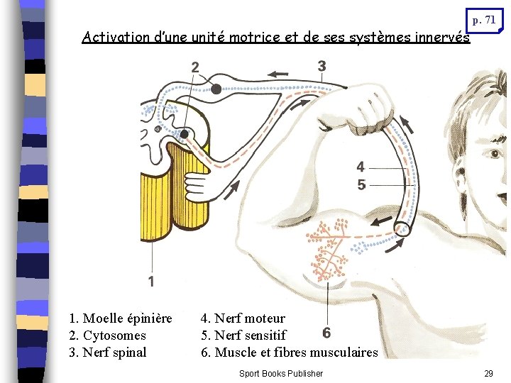 p. 71 Activation d’une unité motrice et de ses systèmes innervés 1. Moelle épinière p. 71 Activation d’une unité motrice et de ses systèmes innervés 1. Moelle épinière
