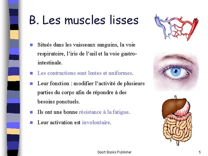 B. Les muscles lisses n Situés dans les vaisseaux sanguins, la voie respiratoire, l’iris B. Les muscles lisses n Situés dans les vaisseaux sanguins, la voie respiratoire, l’iris