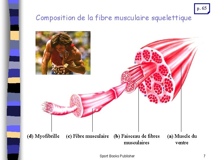 p. 65 Composition de la fibre musculaire squelettique (d) Myofibrille (c) Fibre musculaire (b) p. 65 Composition de la fibre musculaire squelettique (d) Myofibrille (c) Fibre musculaire (b)