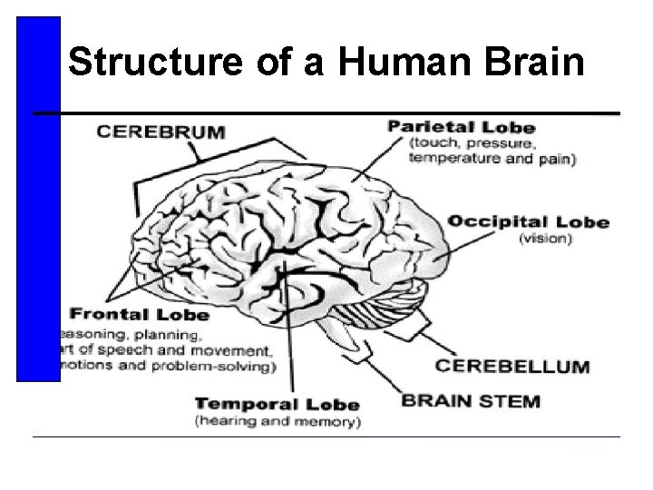 Structure of a Human Brain 