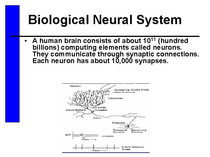 Biological Neural System • A human brain consists of about 1011 (hundred billions) computing