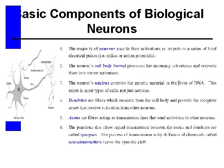 Basic Components of Biological Neurons 