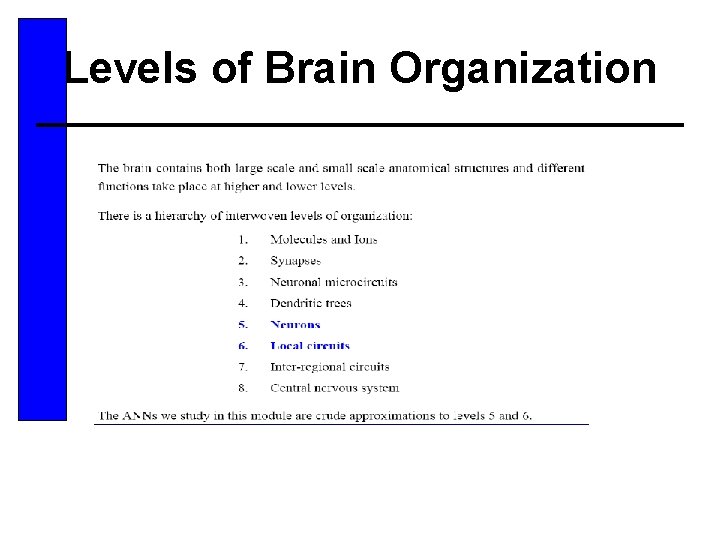 Levels of Brain Organization 