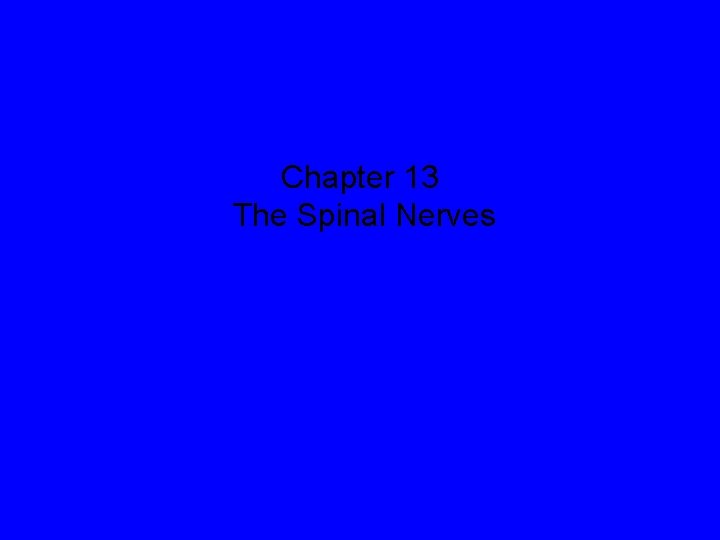 Chapter 13 The Spinal Nerves 